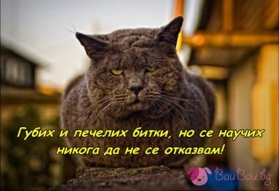 Старейшина