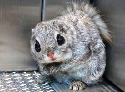 Столицата на Финландия се засели с необичайни животинки