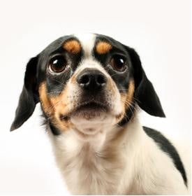 Защо и от Какво се страхуват кучетата?