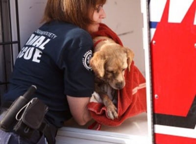 Събират се подписи за създаване на зоополиция в България