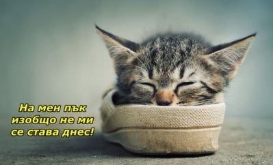 Сънливо утро