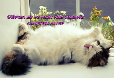 Сутрешна слънчева баня