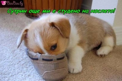 Рано сутрин