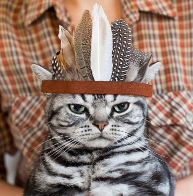 Съветите на една мъдра котка, или най - важните правила за поведение в къщата