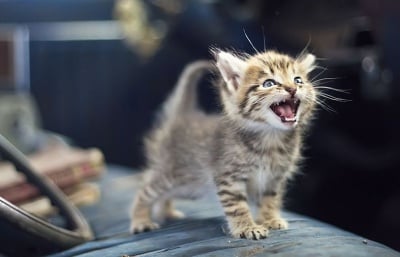 Създадоха устройство, което превежда котешкото мяукане на човешки език