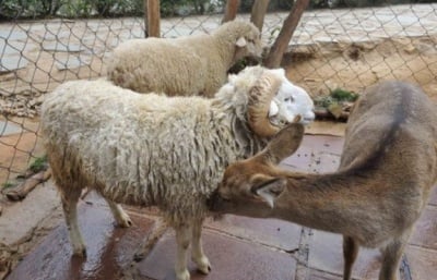 "Сватба" на овен и кошута