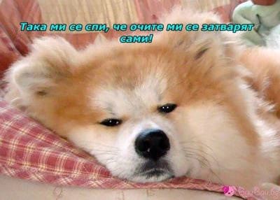 Сънчо пристигна