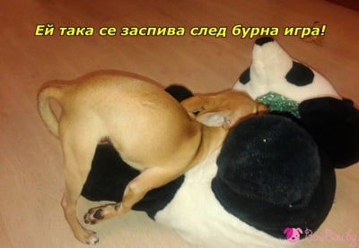 В поза за сън :-)