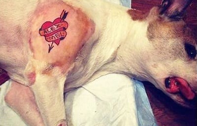 Татуировчик от Бруклин остана без работа, след като татуира кучето си