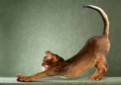 Тегло на Абисинска котка