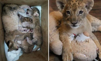 Съдбата на лъвчетата Терез и Масуд все още не е решена