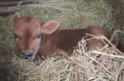 Хипомагнеземична тетания по телетата