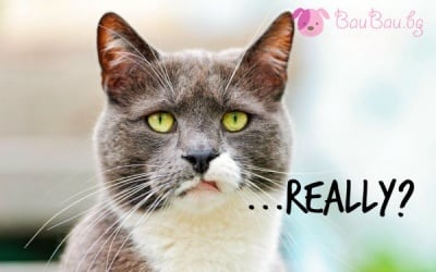 "Ти сериозно ли?"