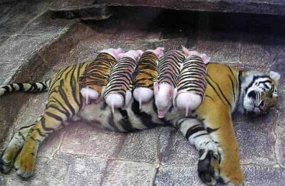 Тигрица обиква новородени прасенца като свои собствени деца