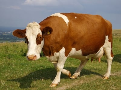 Остро подуване на търбуха - Тимпания