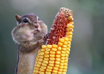 То-о-о-опла прясна царевица-а-а-а!