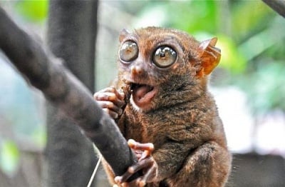 Топ 10 на животните с невероятни очи