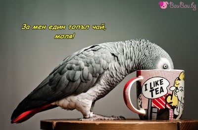 Някои предпочитат чай