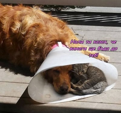 Това е истинският приятел