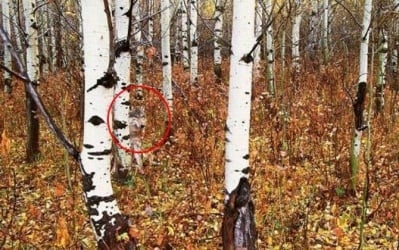 Това, което учените откриват в гората на Чернобил, шокира света!