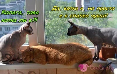 Това котка ли е?