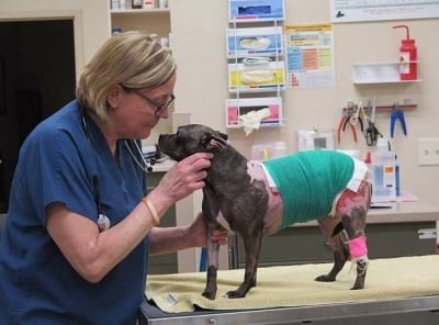 Трансплантираха свинска кожа на куче