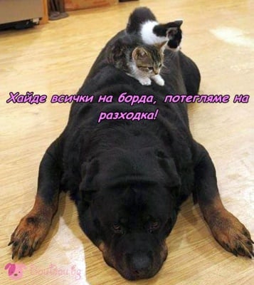 Транспорт за малки котенца