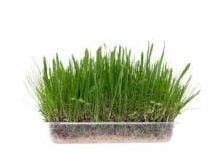 "Трева Микс" - Подходяща за зайчета и морски свинчета