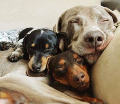 Три чифта меки ушички - пълно спокойствие!