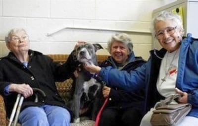 Три възрастни жени осиновиха изоставен питбул, който няма друг шанс за ново семейство