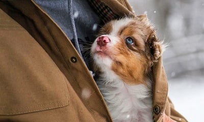 Трогващи и запомнящи се фотографии на моменти, наситени с любов към животните