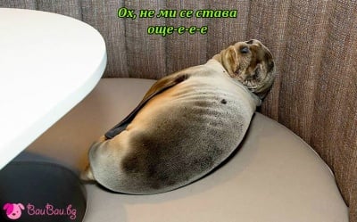 Поспаланко