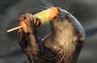 It's Time For Ice cream