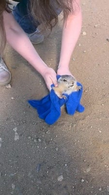 Туристи спасяват лалугер