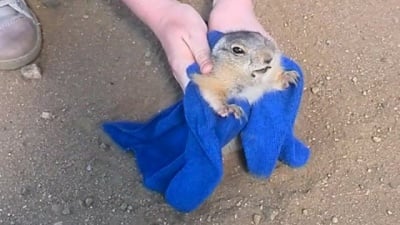 Туристи стават известни по цял свят, спасявайки заклещено на пътя лалугерче