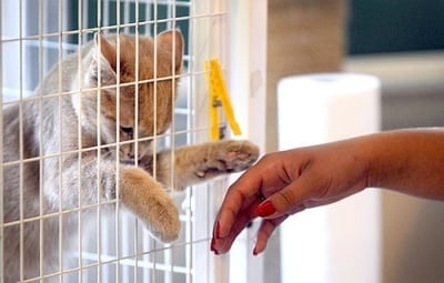 Търсят се доброволци за помощ в малък котешки приют