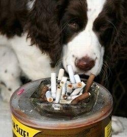 Тютюна е опасен за животните
