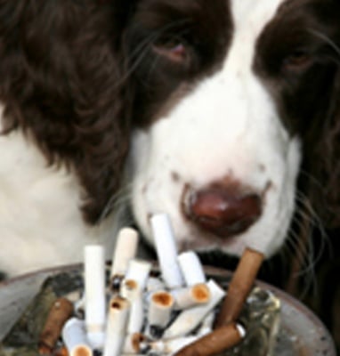 Тютюневият дим е опасен за кучето