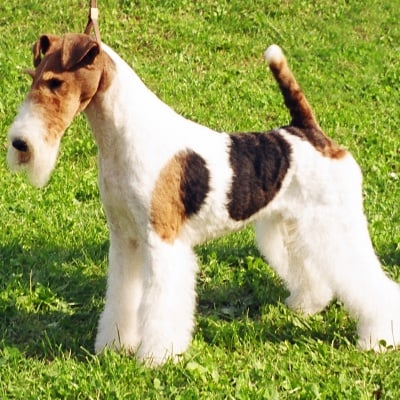 Фокстериер (твърдокосмест)