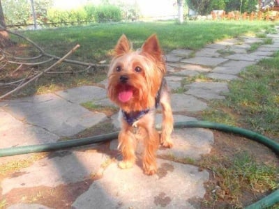 Петя Костова: Търся гласност за убийството на моето куче, за да не се повтарят такива инциденти