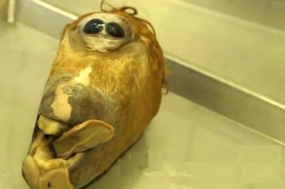 Учен се натъкна на невиждано откритие - глава на кон циклоп