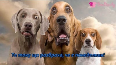 И ето, че пак е понеделник!