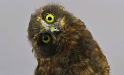 Забавният танц на спасена совичка, който взриви интернет