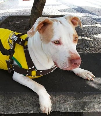 Удивителното възкресение на едно изоставено куче