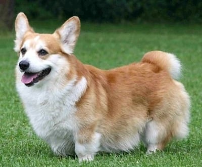 Уелско Корги Пембрук