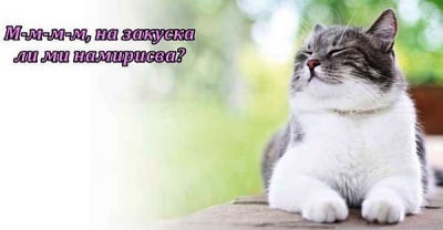 Ухае на закуска