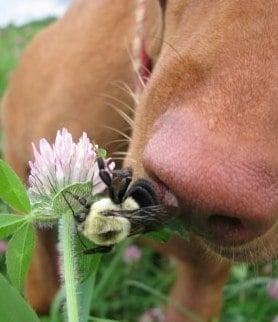 Ухапване от пчели, оси, стършели и мравки при кучето
