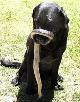 Ухапване от змия при кучето - Първа помощ