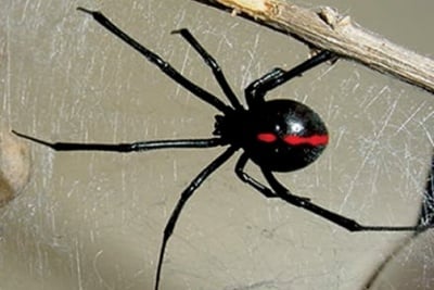 Ухапване от паяк при кучето