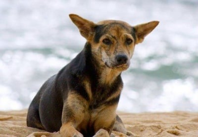 Улично куче спасява от хипотермия и смърт 3-годишно момиченце